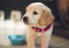 ATENCIÓN!!! FDA retiran 8 marcas de piensos para perros