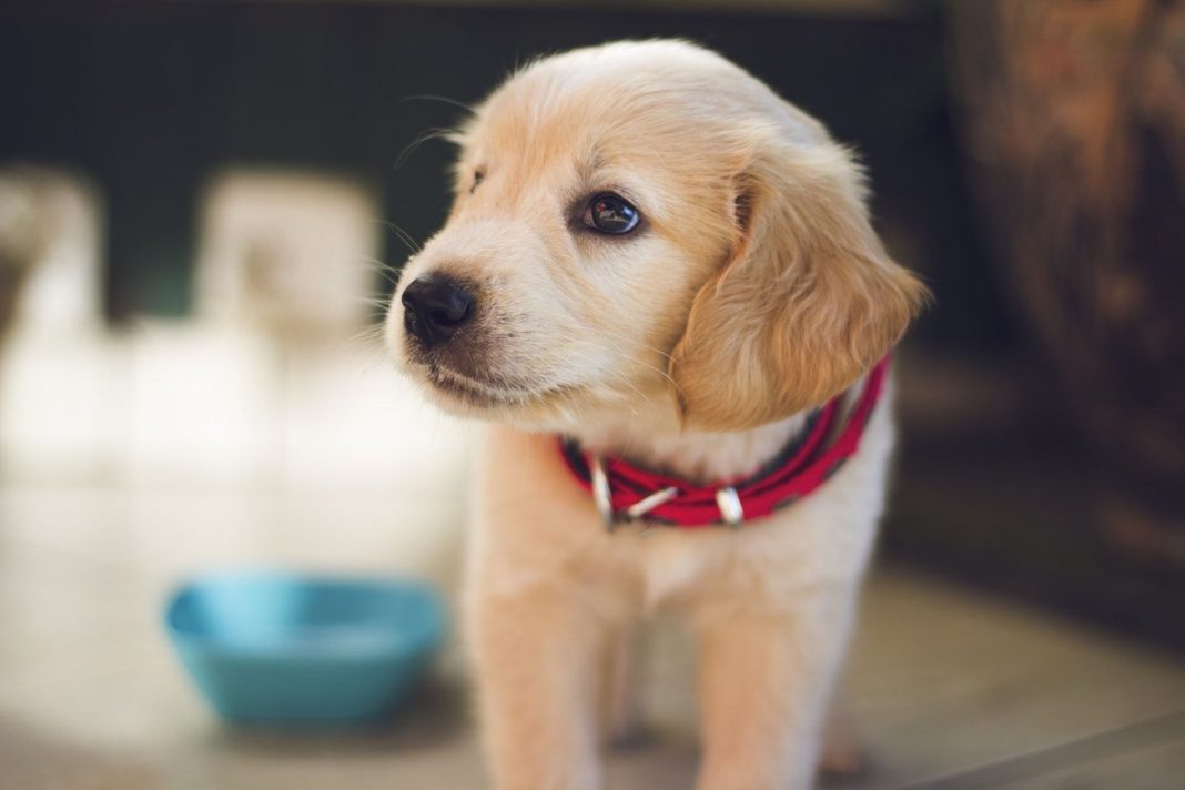 ATENCIÓN!!! FDA retiran 8 marcas de piensos para perros